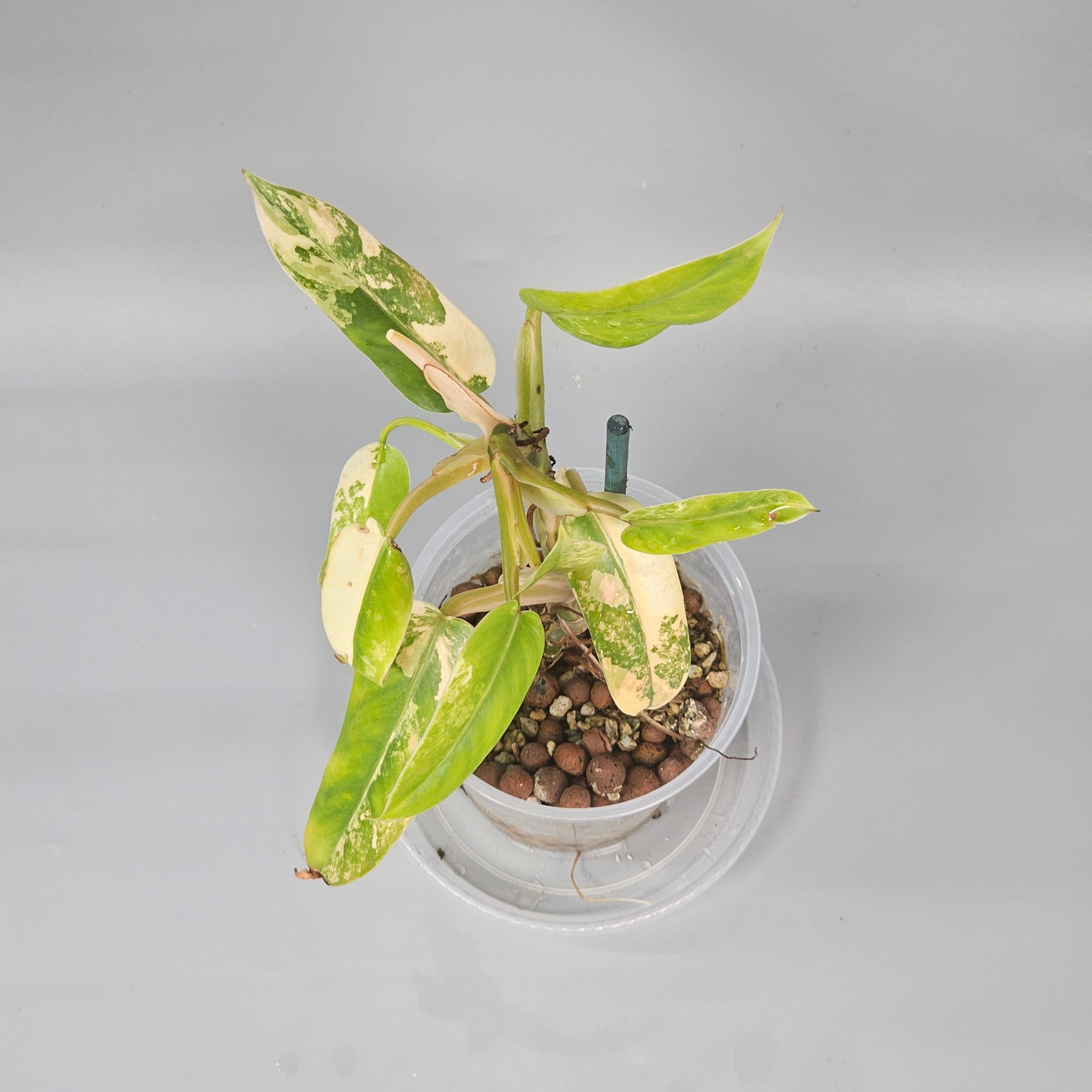 Philodendron Domesticum Variegated
