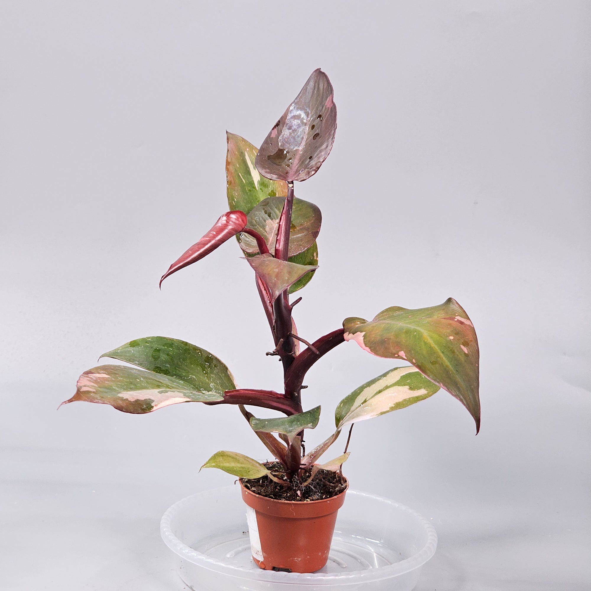 Philodendron Pink Princess L