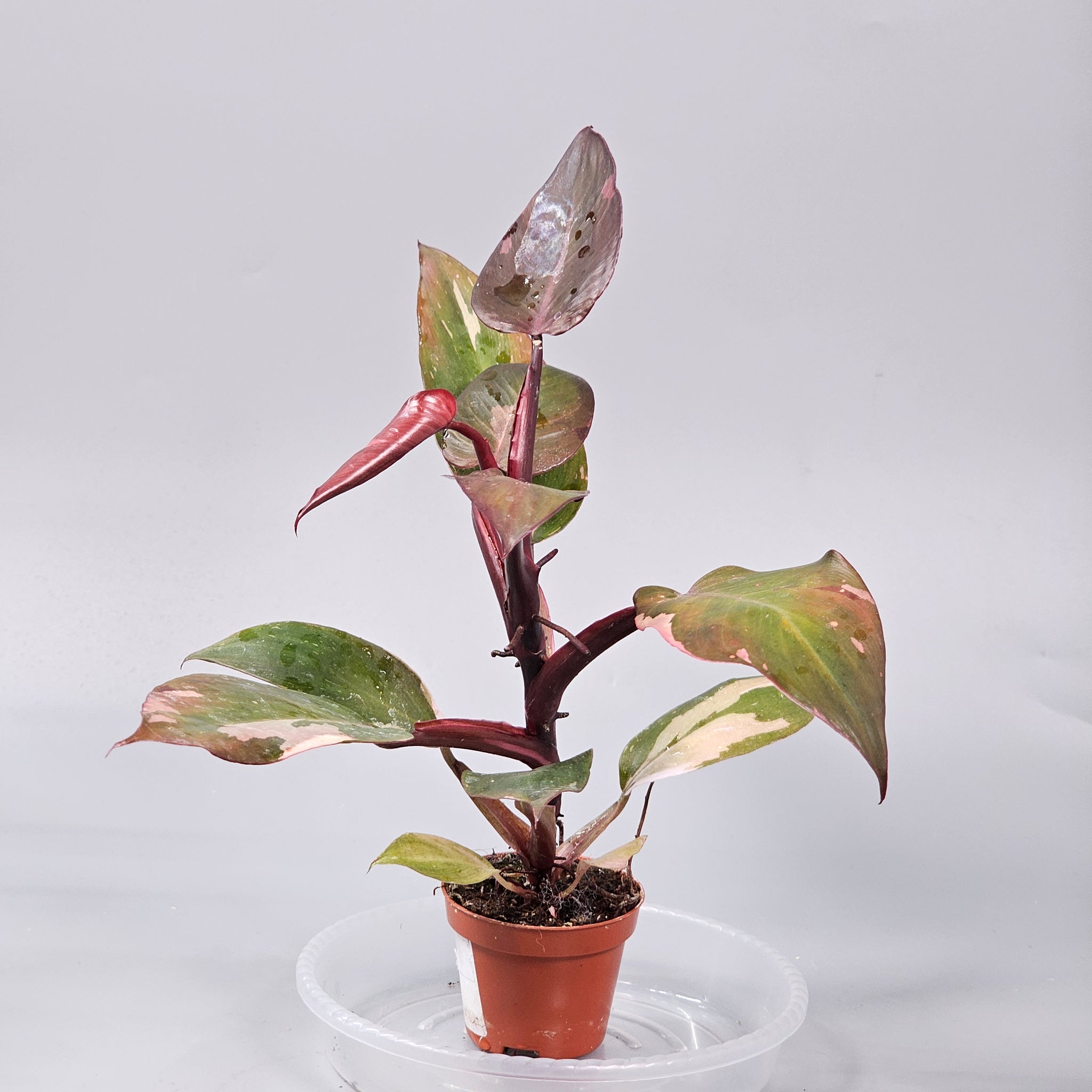 Philodendron Pink Princess L