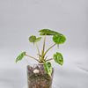 Philodendron Burle Marx marble reverted