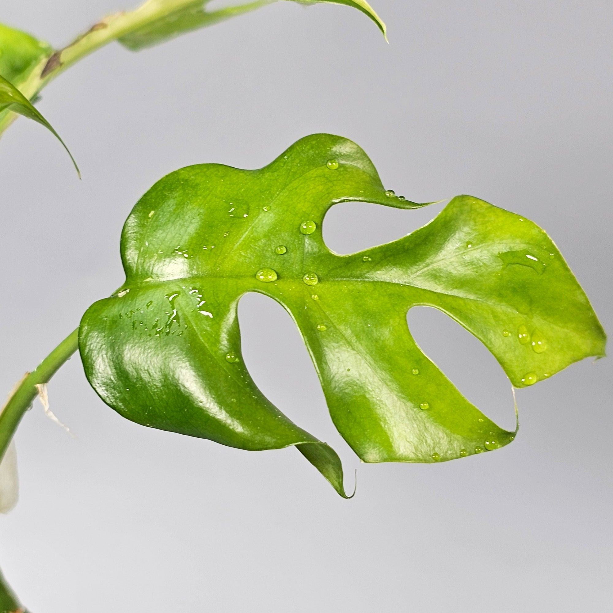 Rhapidaphora Tetrasperma variegated