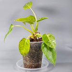 Philodendron Giganteum light variegation 1