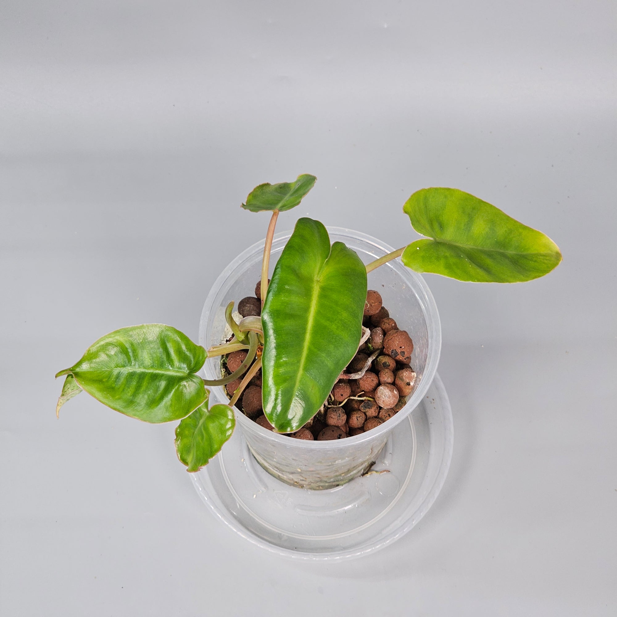 Philodendron Burle Marx marble reverted