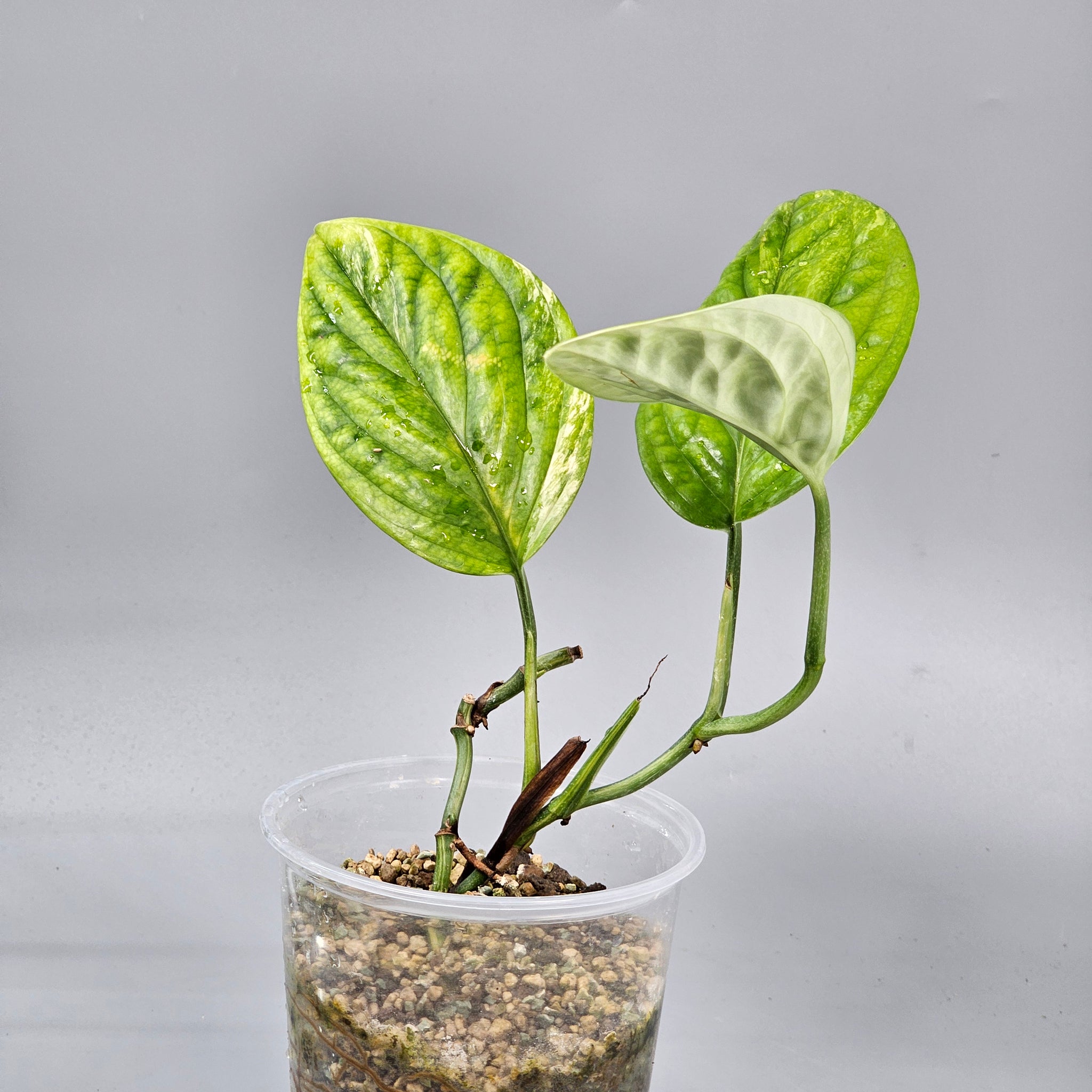 Philodendron Peru Variegated