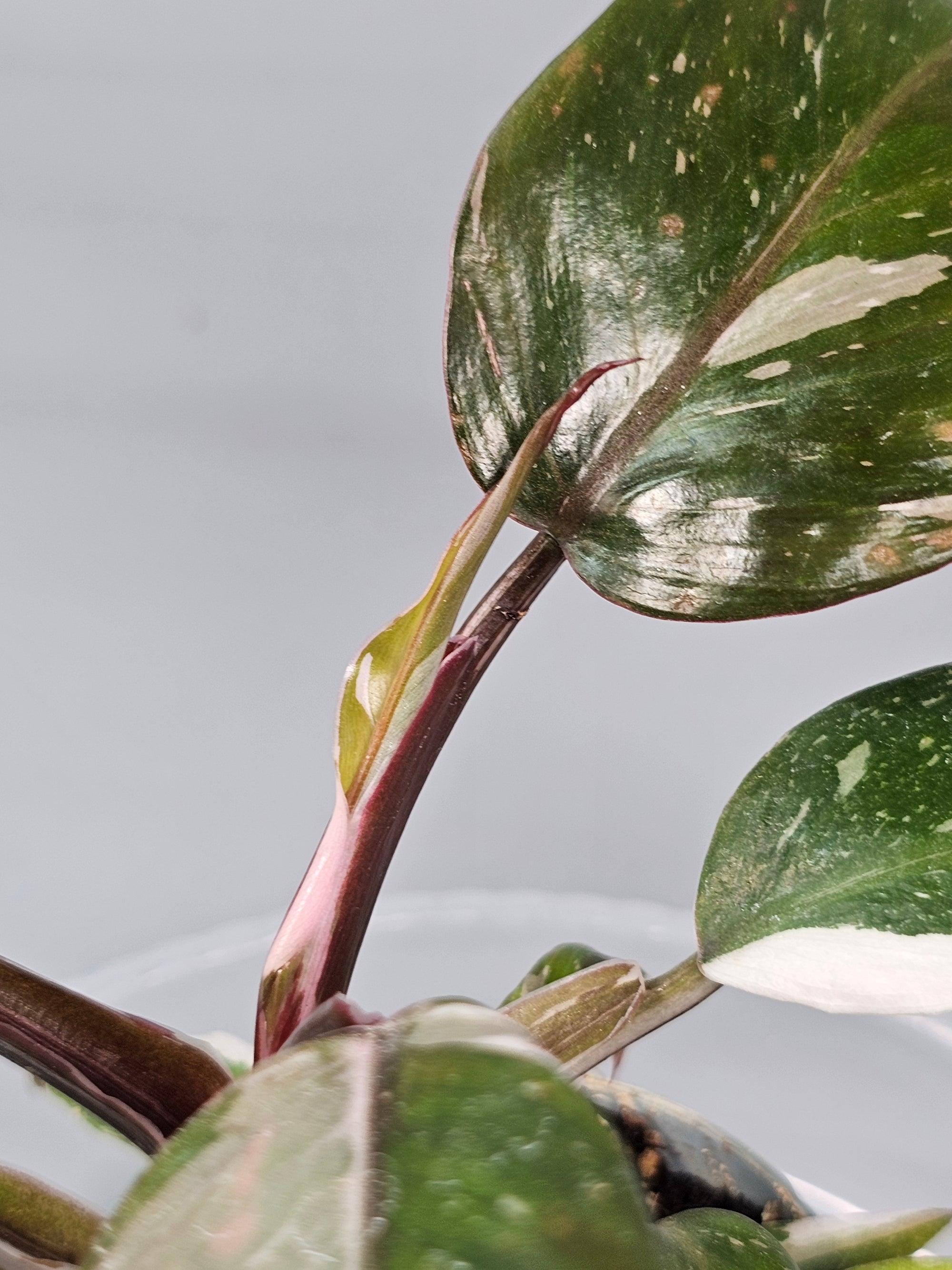 Philodendron 'red Anderson' - H | Rare Houseplants