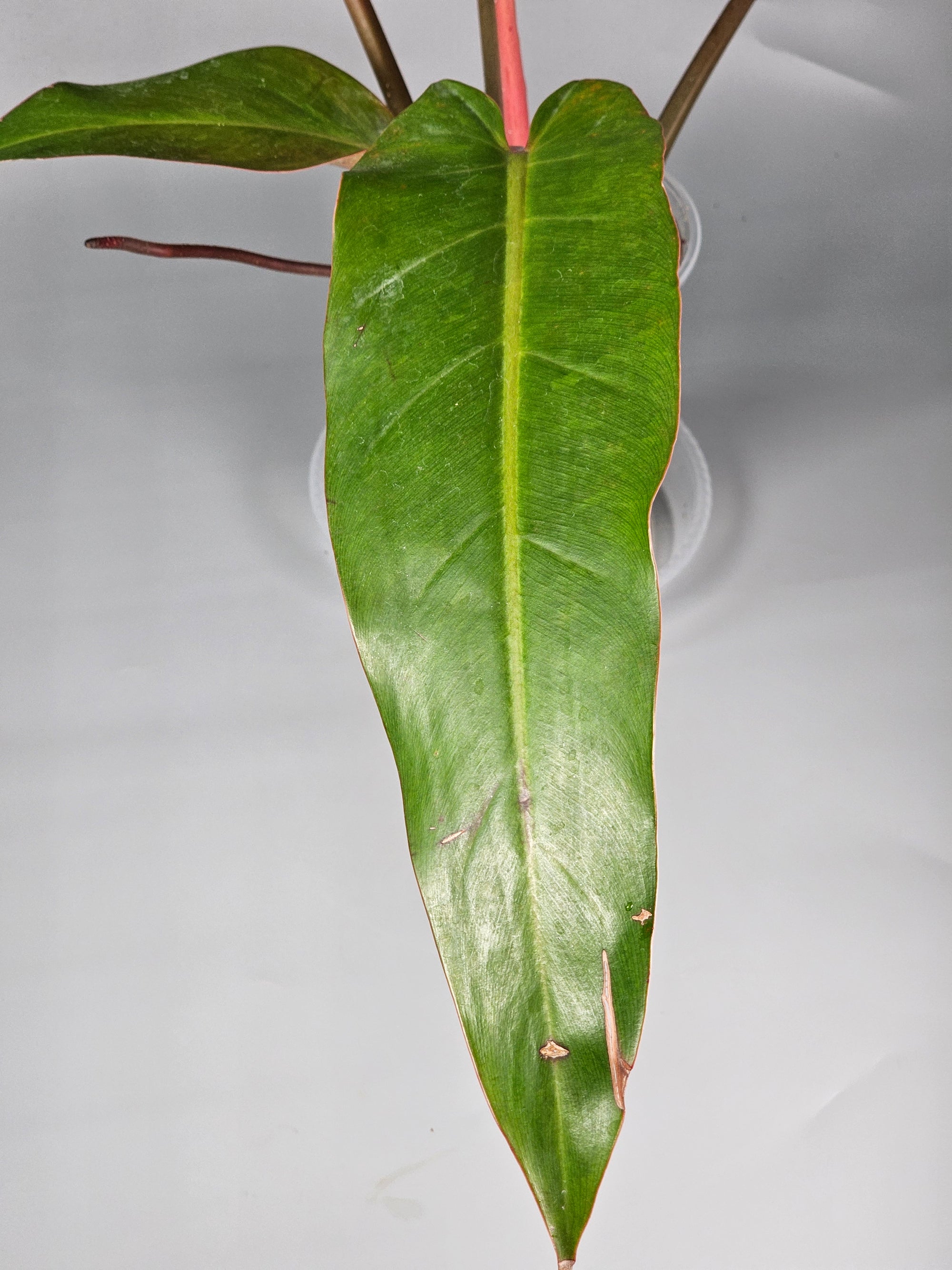 Philodendron Orange Marmalade I - A | Rare Houseplants