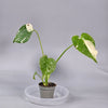 Monstera Thai Constellation