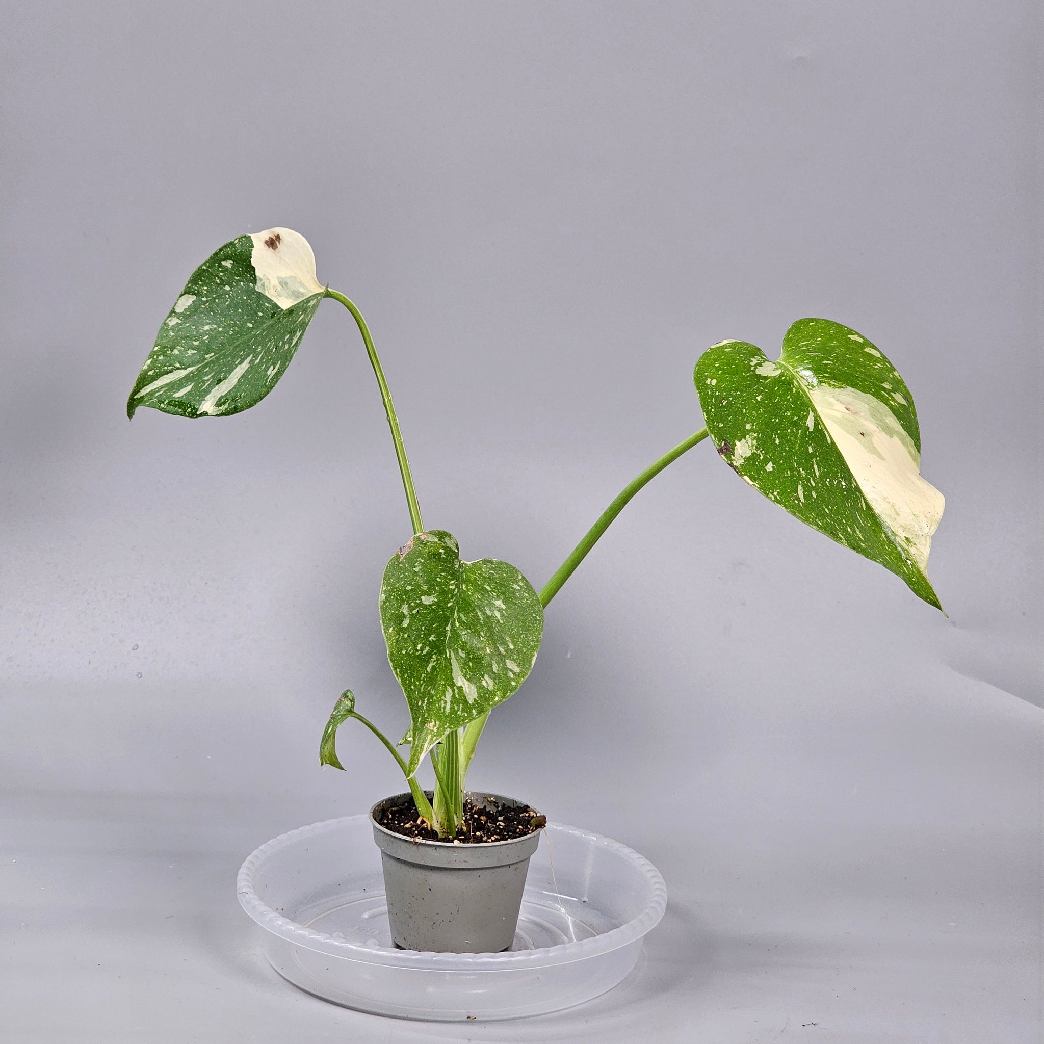 Monstera Thai Constellation