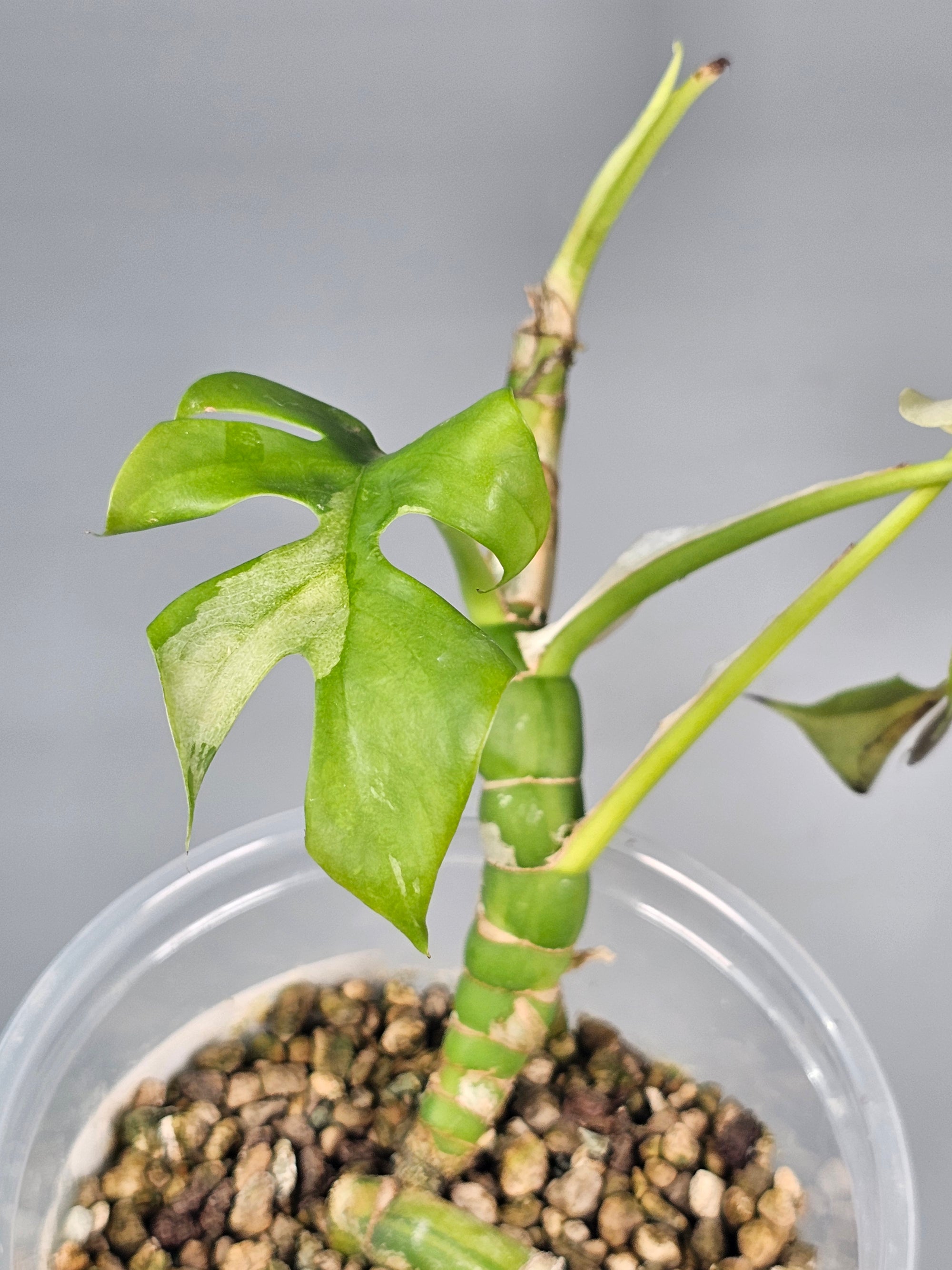 Rhapidaphora Tetrasperma Albo