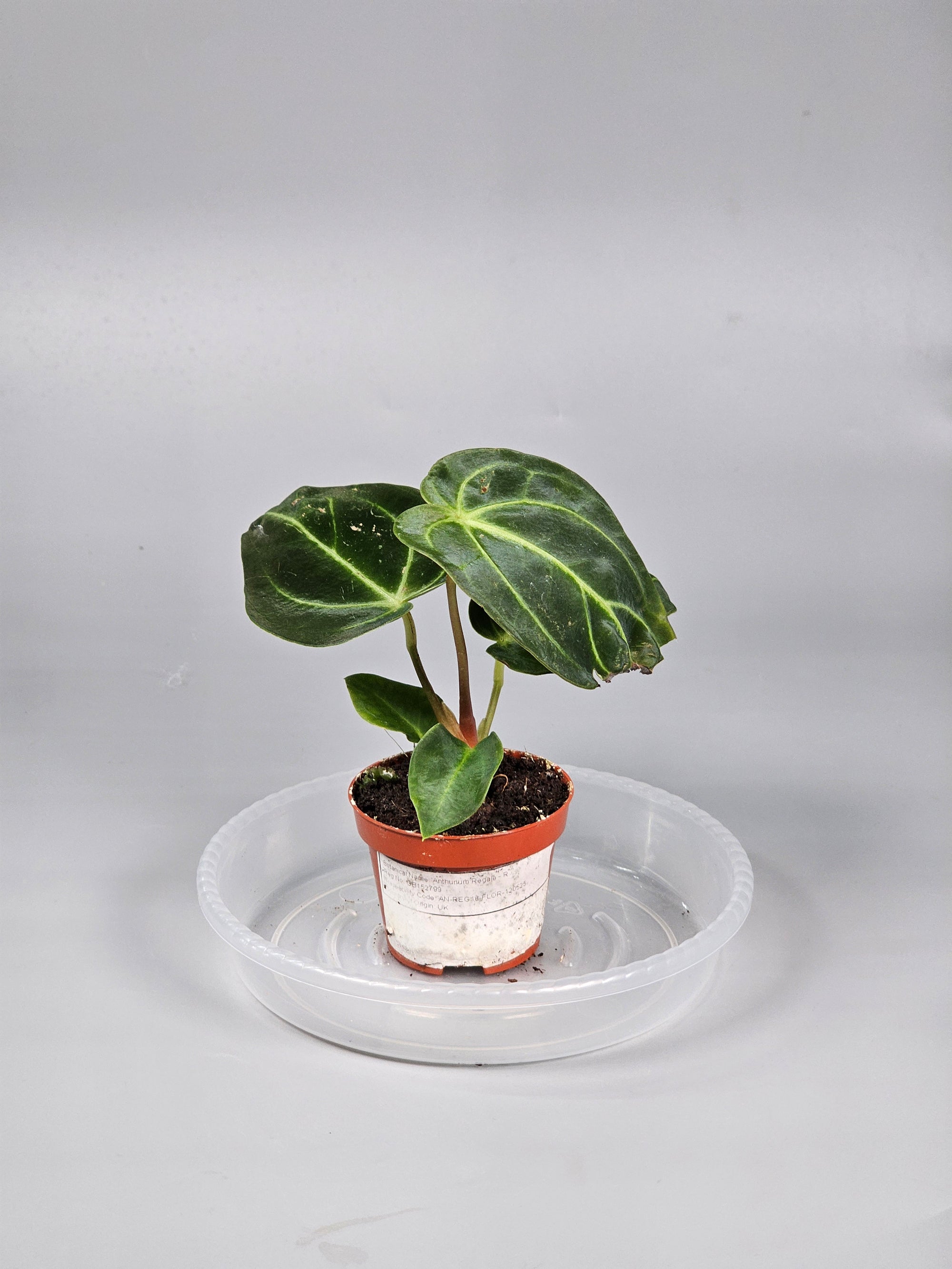 Anthurium Regale - R | Rare Houseplants
