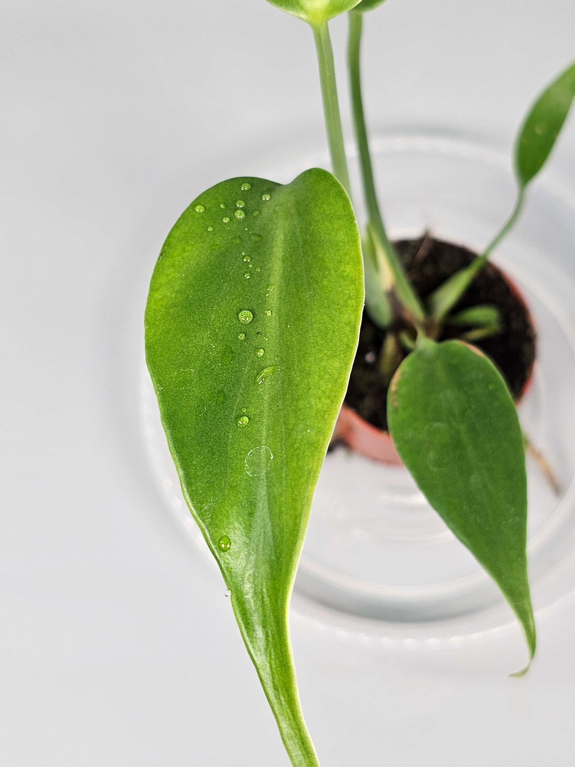 Monstera 'burle Marx Flame' - X | Rare Houseplants