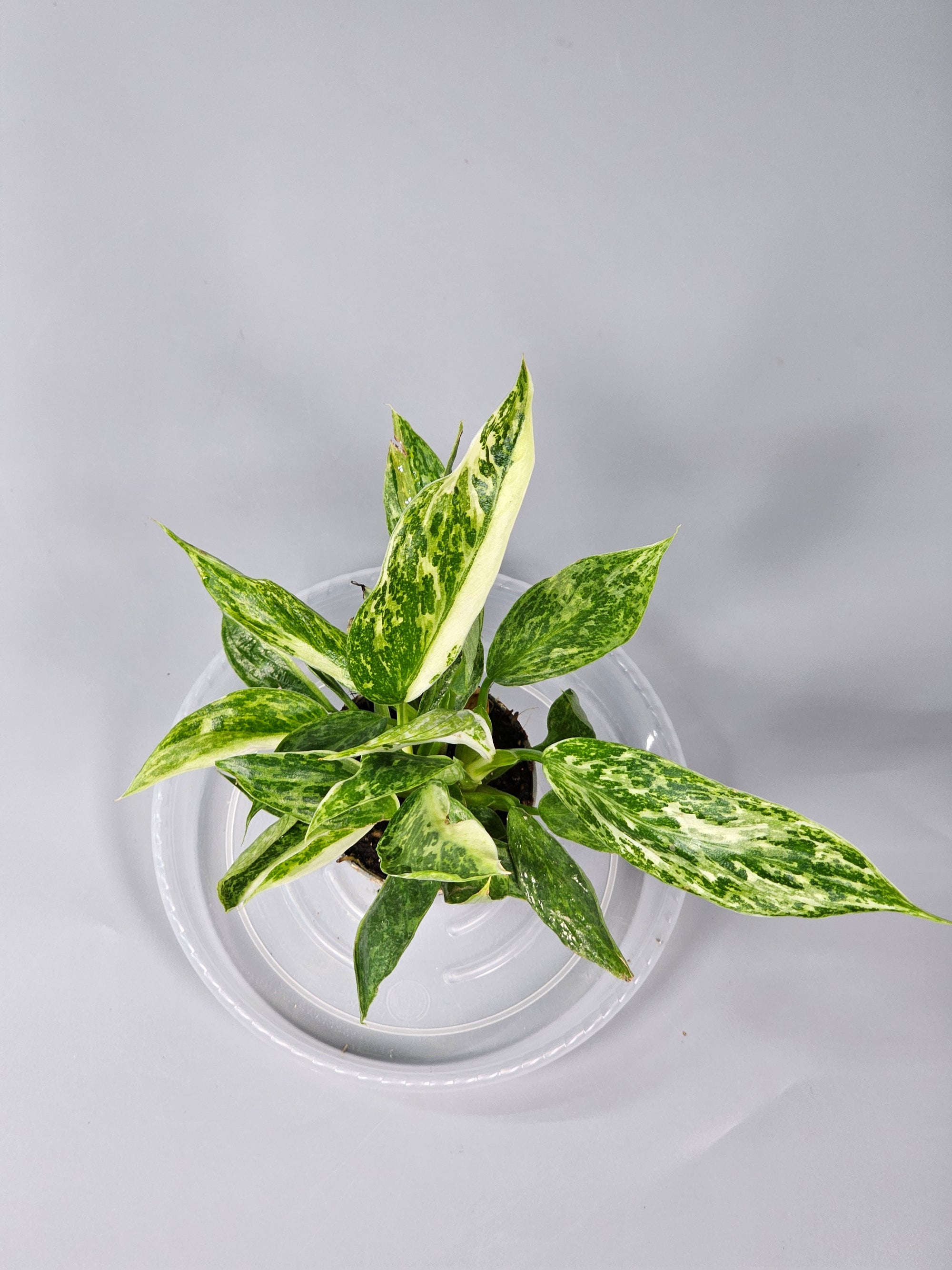 Philodendron 'jose Buono' - I | Rare Houseplants