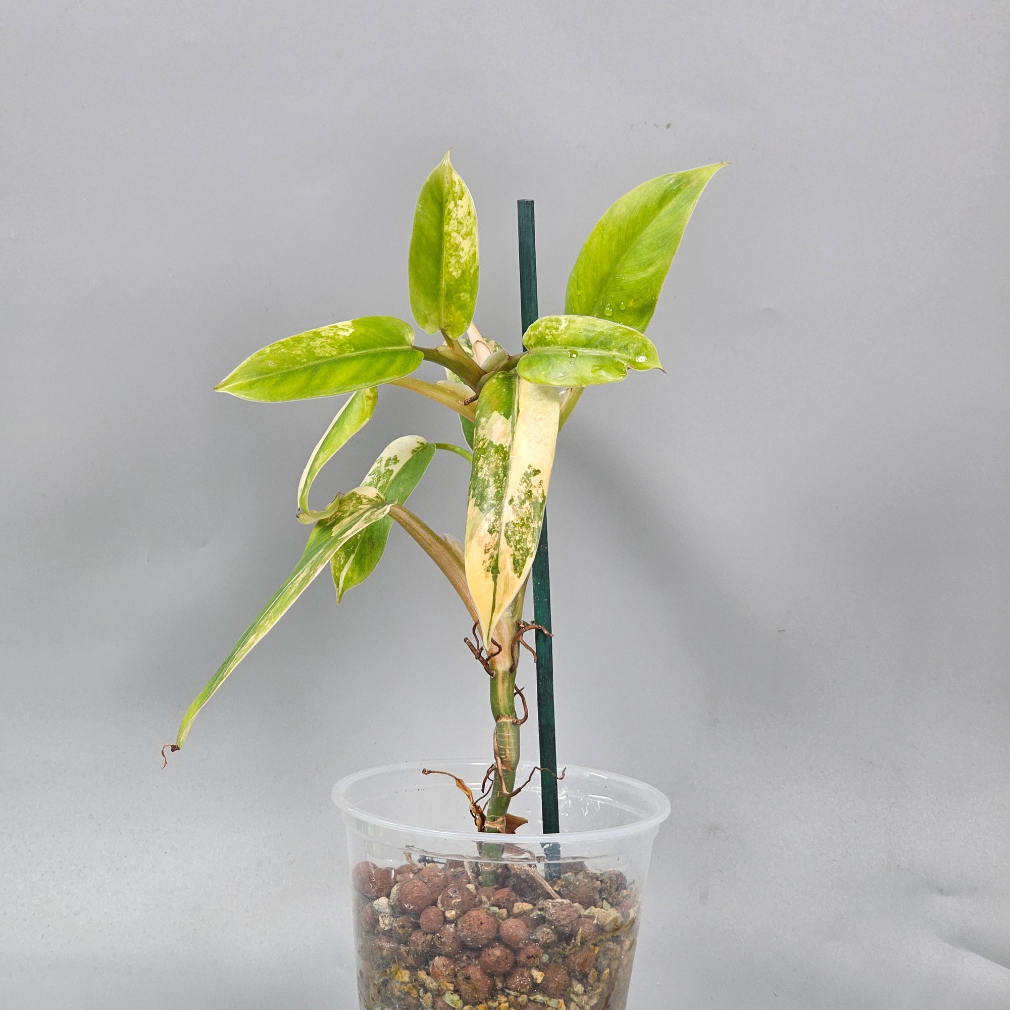 Philodendron Domesticum Variegated