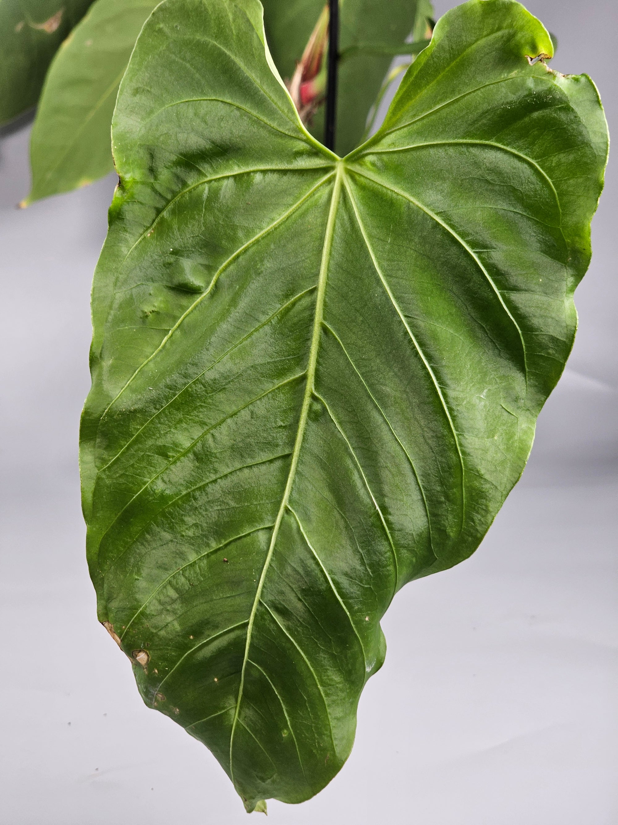 Anthurium Queremalense - D | Rare Houseplants