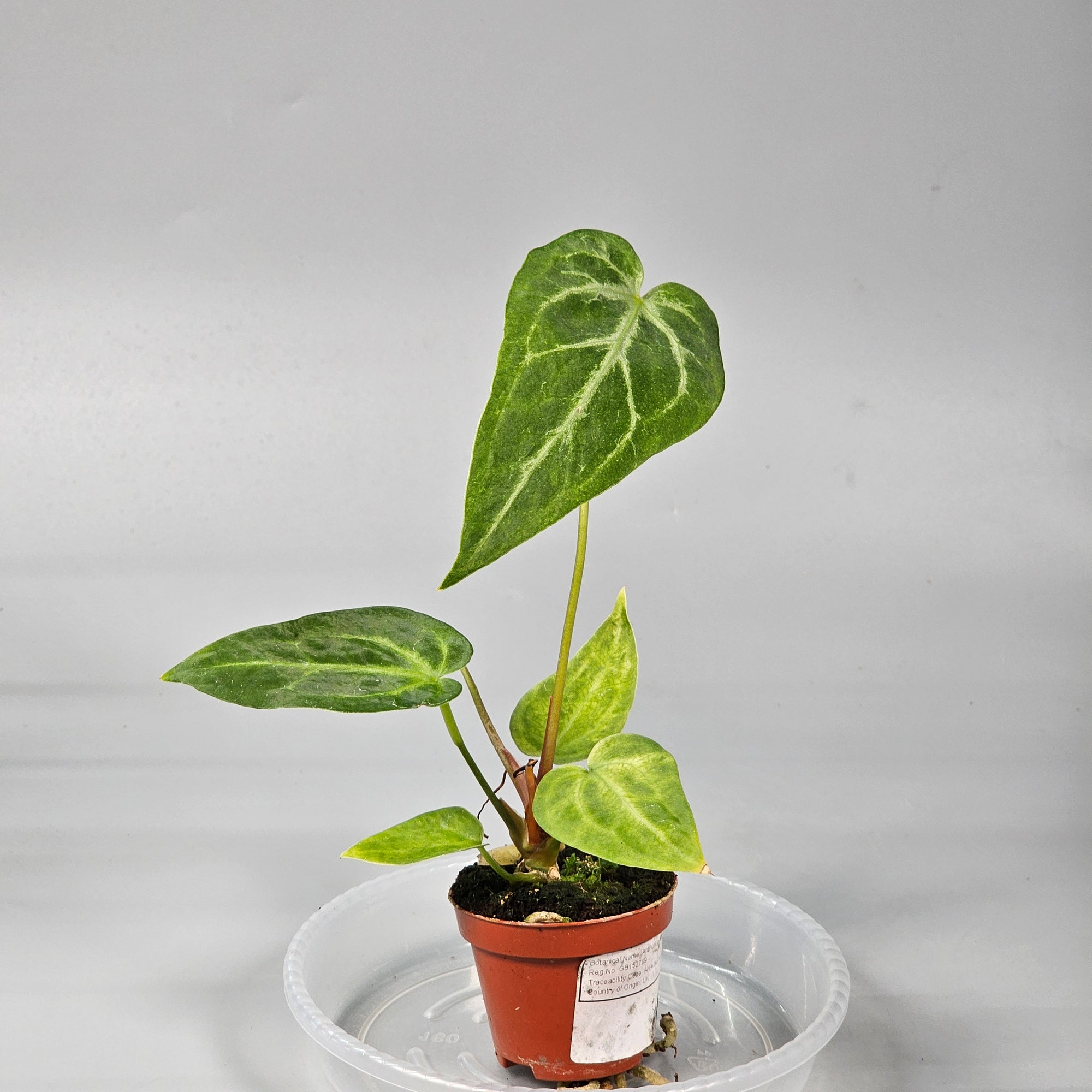 Anthurium Magnificum J