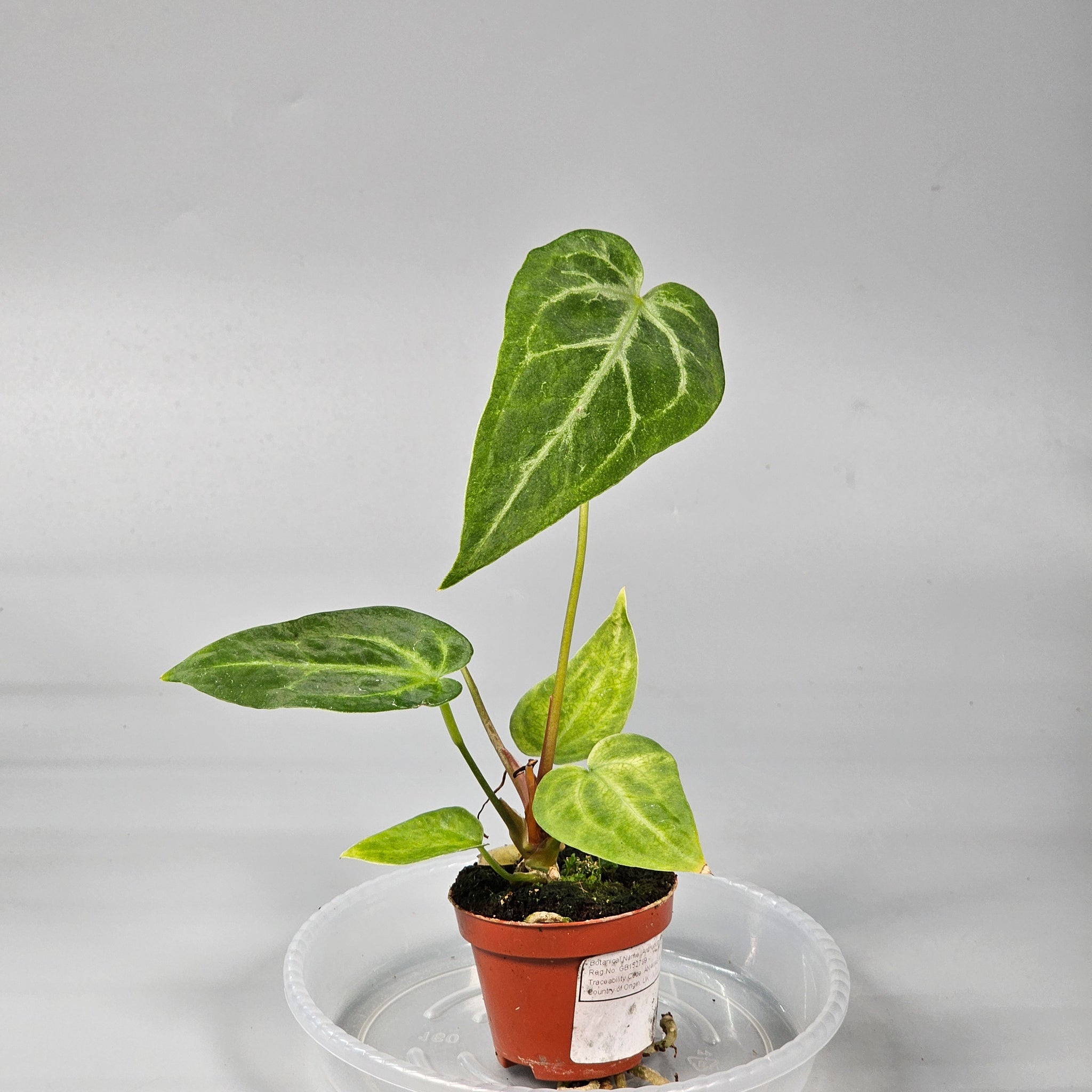 Anthurium Magnificum J