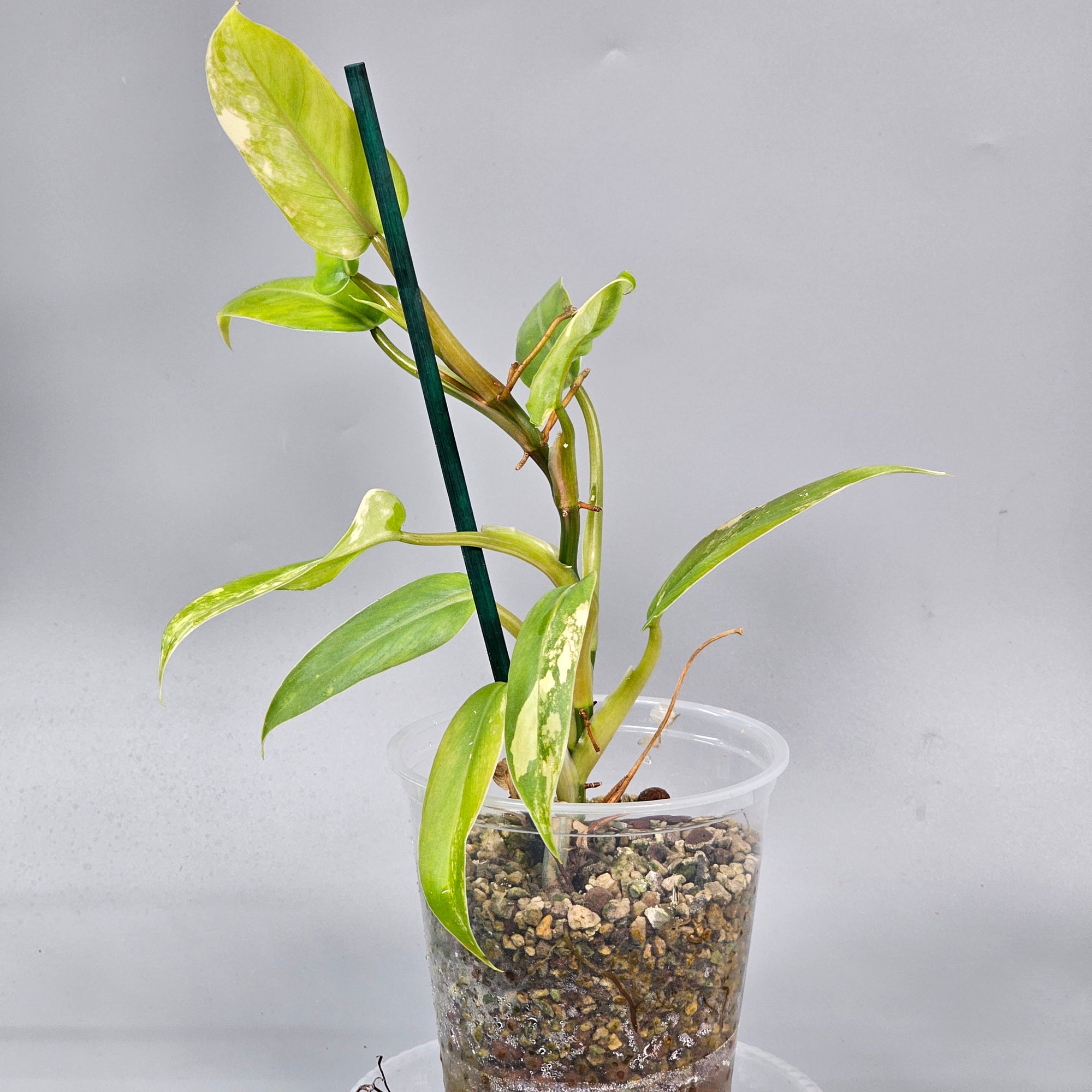 Philodendron Domesticum Variegated