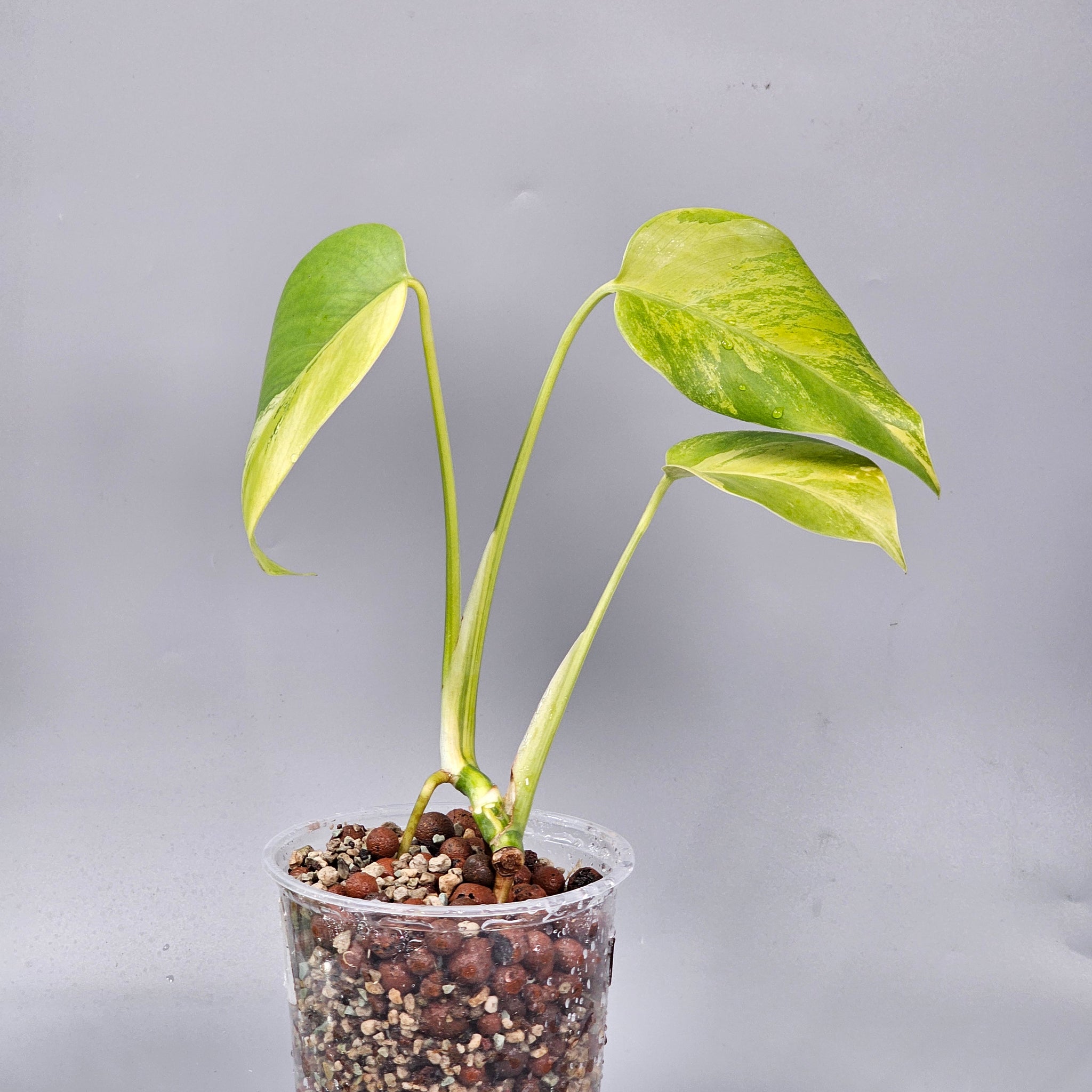 Monstera Aurea