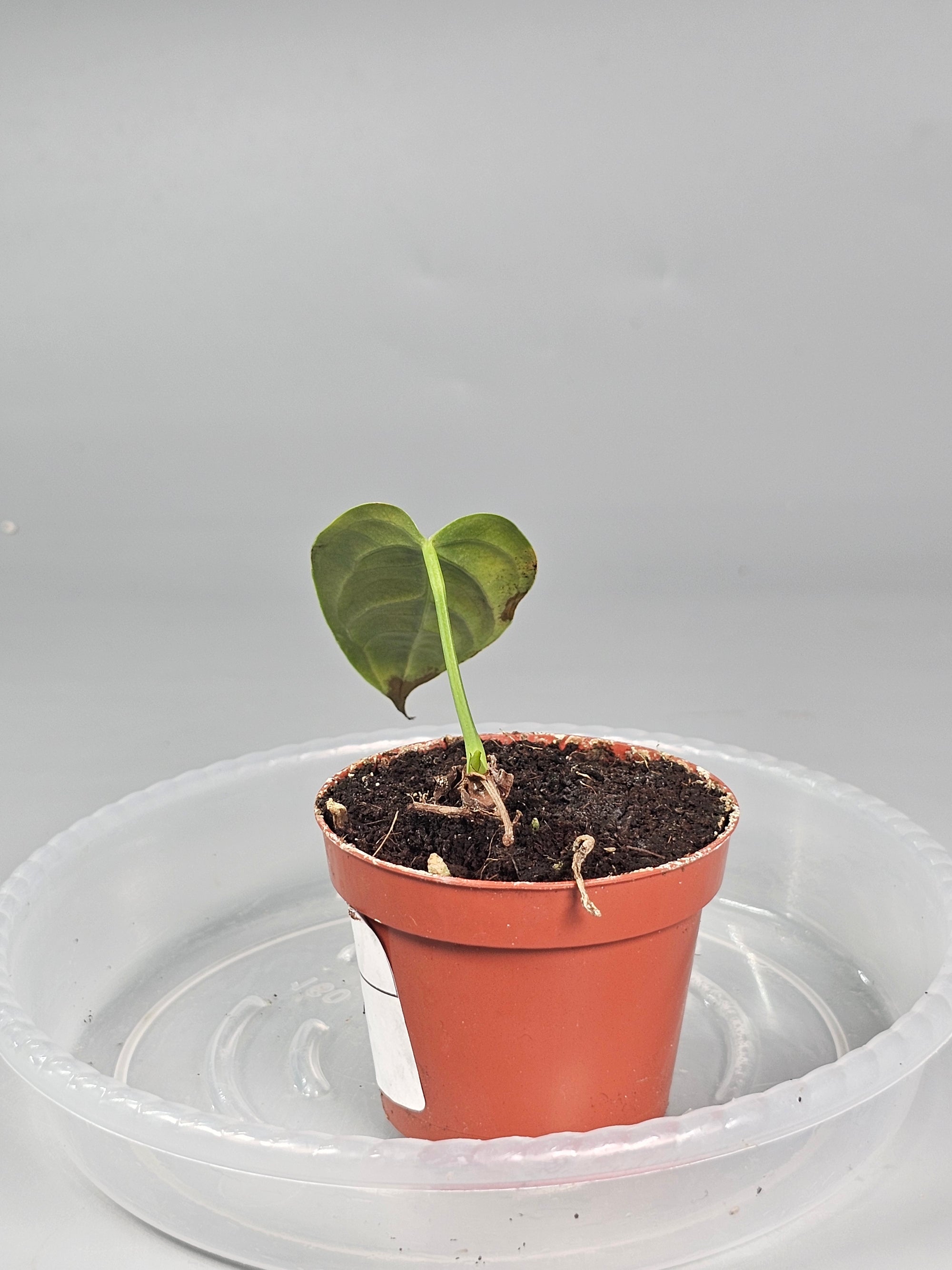 Anthurium Veitchii - N | Rare Houseplants