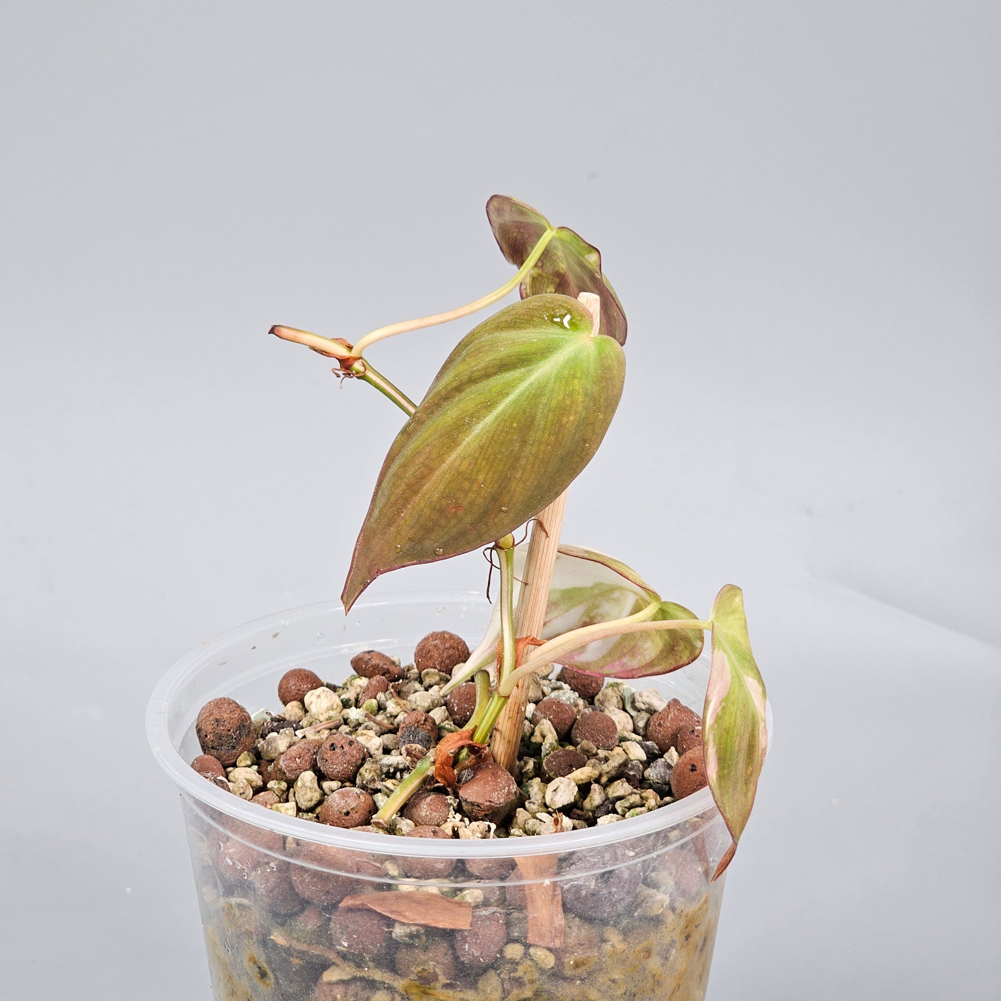 Philodendron Micans Variegated