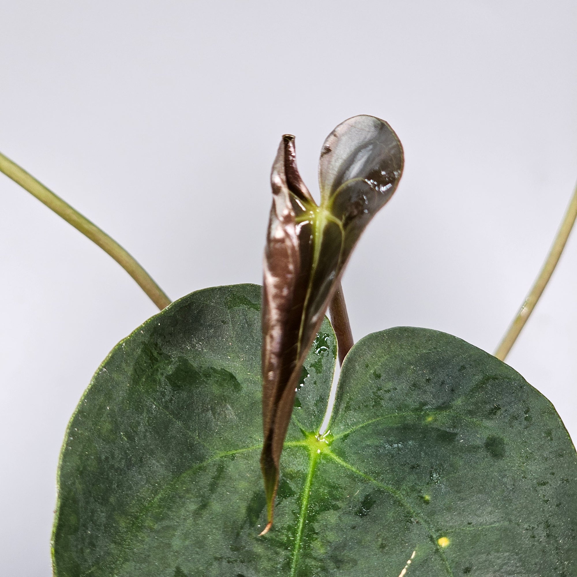 Anthurium Papillilaminum (P 10.5) - A
