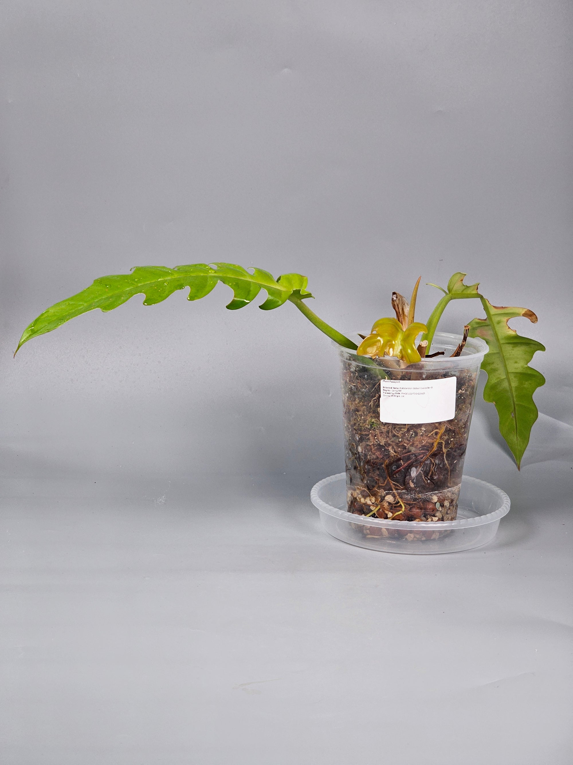 Philodendron Golden Crocodile - B | Rare Houseplants