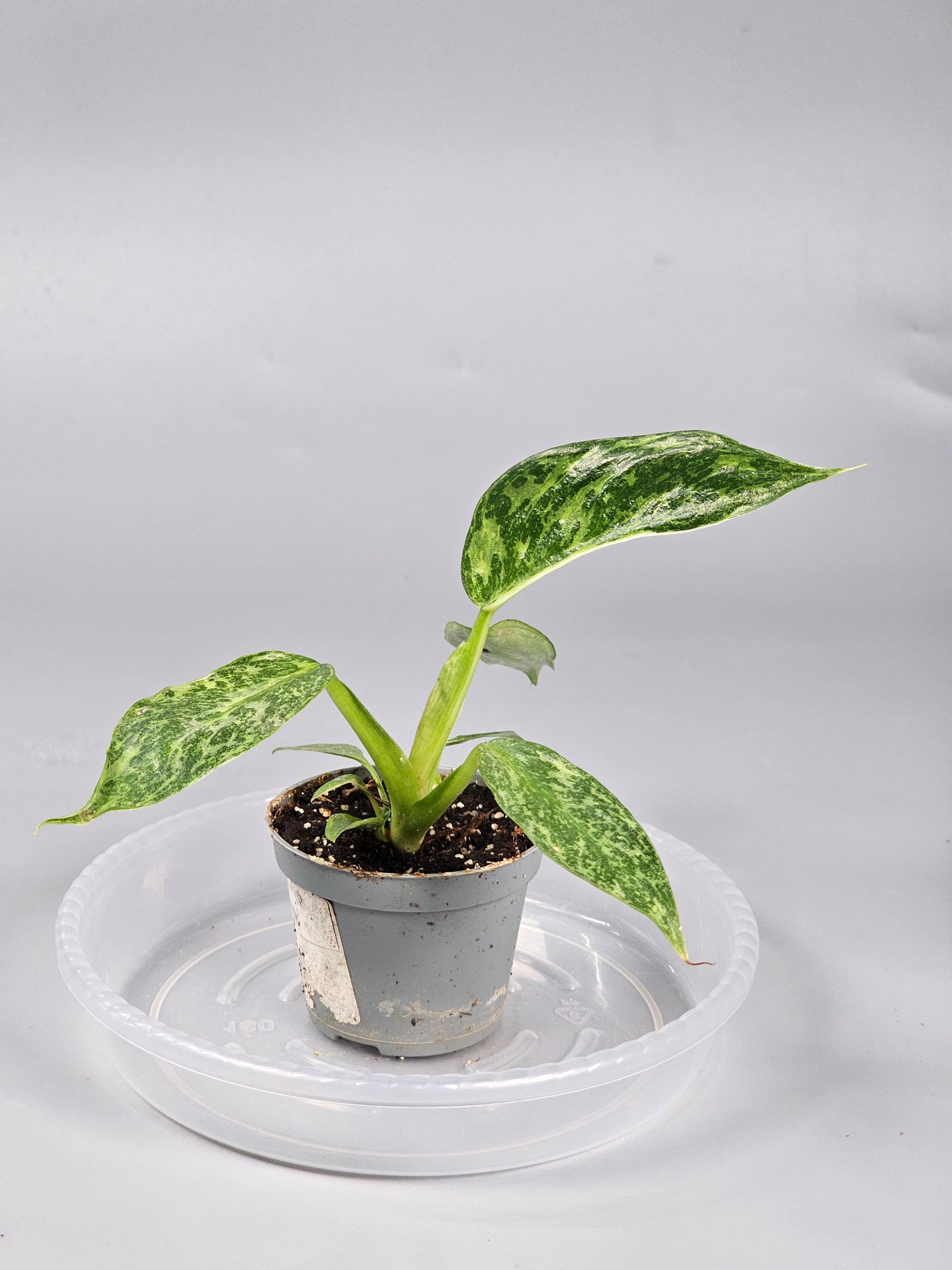 Philodendron 'jose Buono' - A | Rare Houseplants