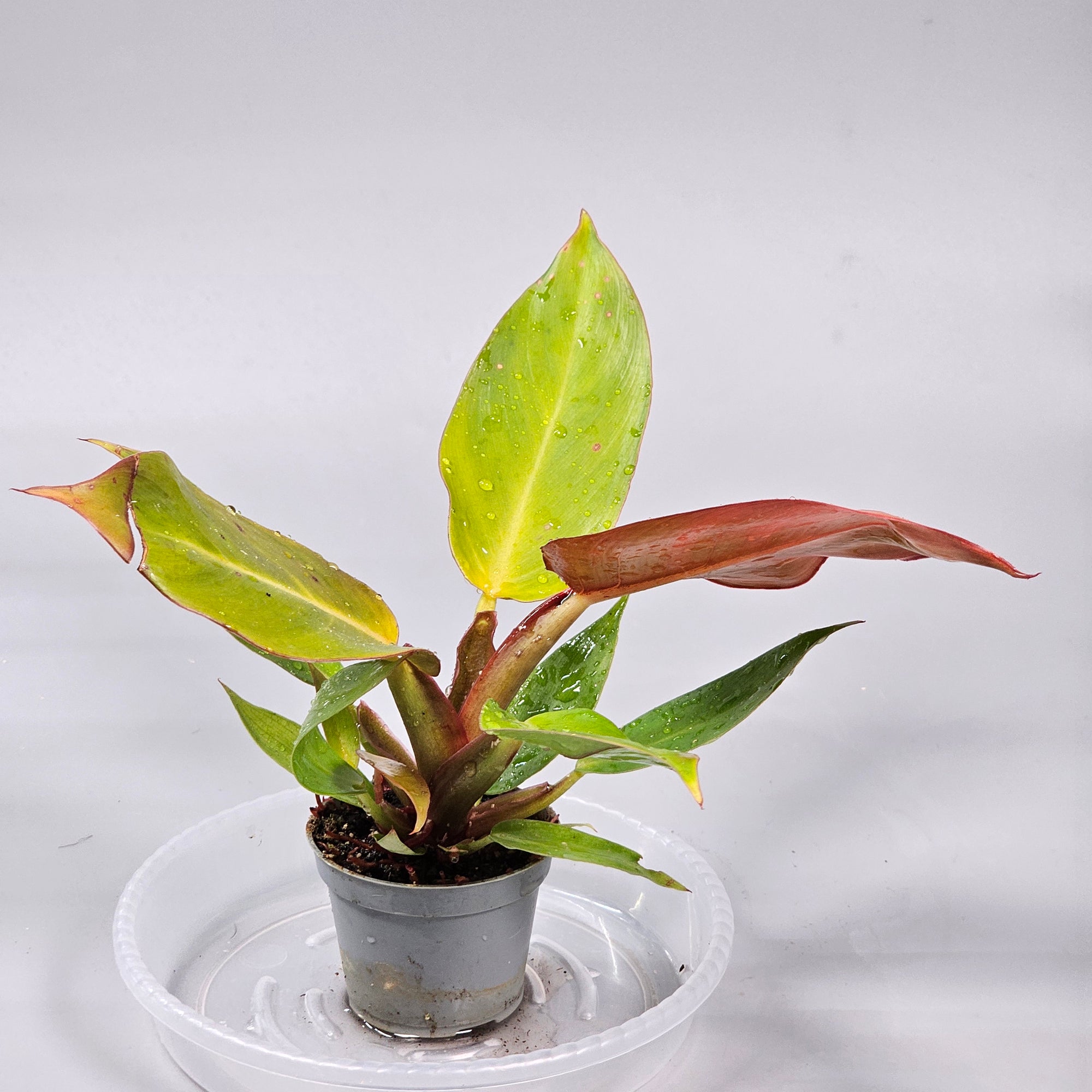 Philodendron Cherry Red