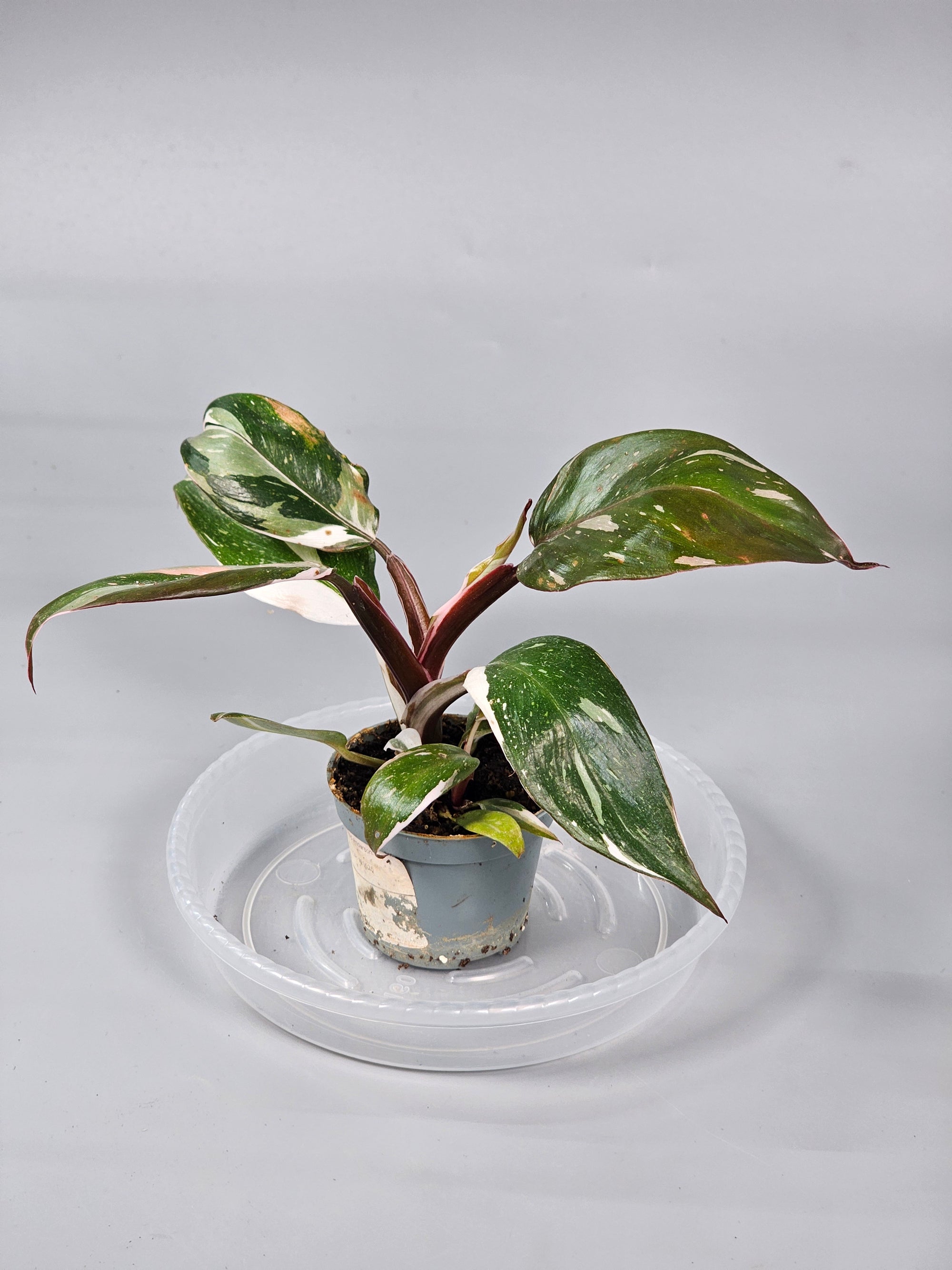Philodendron 'red Anderson' - H | Rare Houseplants