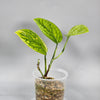 Philodendron Peru Variegated