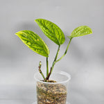 Philodendron Peru Variegated