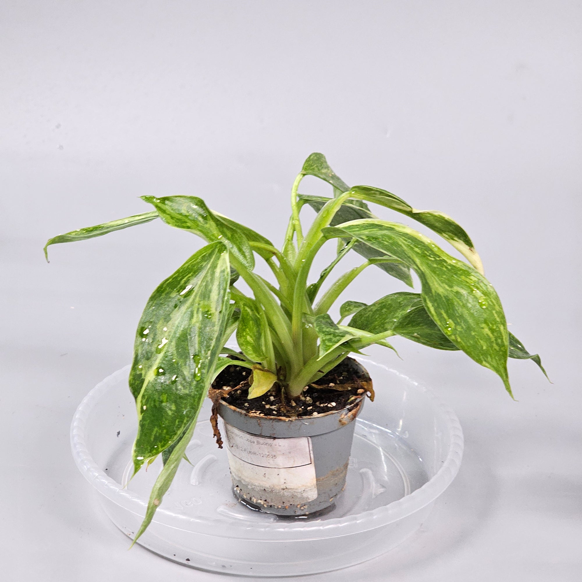 Philodendron 'Jose Buono' L