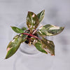 Philodendron 'Red Anderson' G
