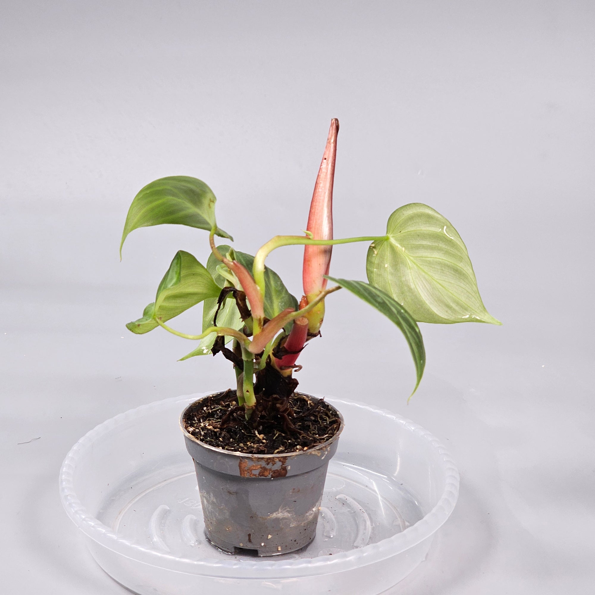 Philodendron El Choco Red L