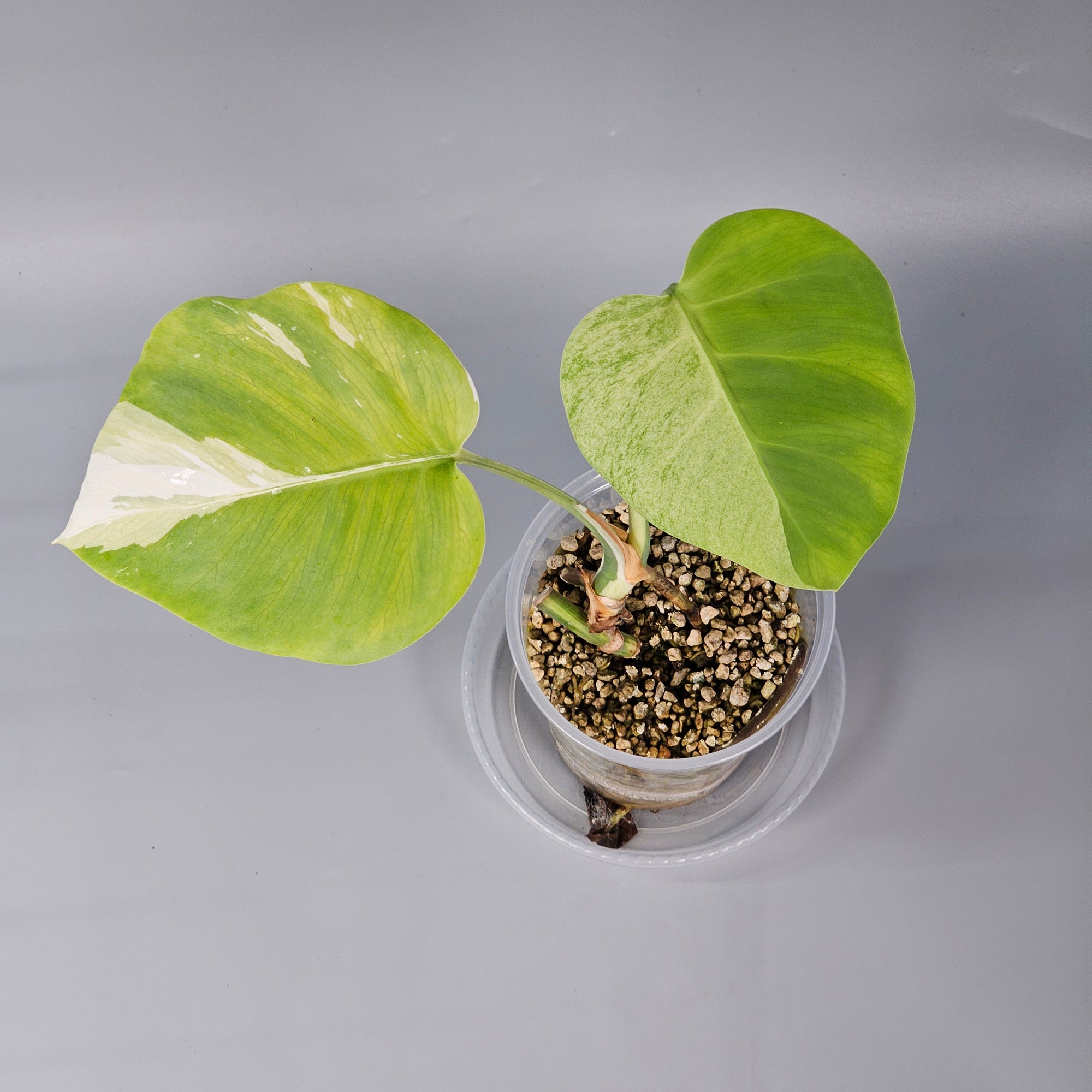 Monstera Jungle Mint
