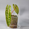 Philodendron Billietiae Medium A