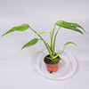 Monstera Burle Marx Flame - N
