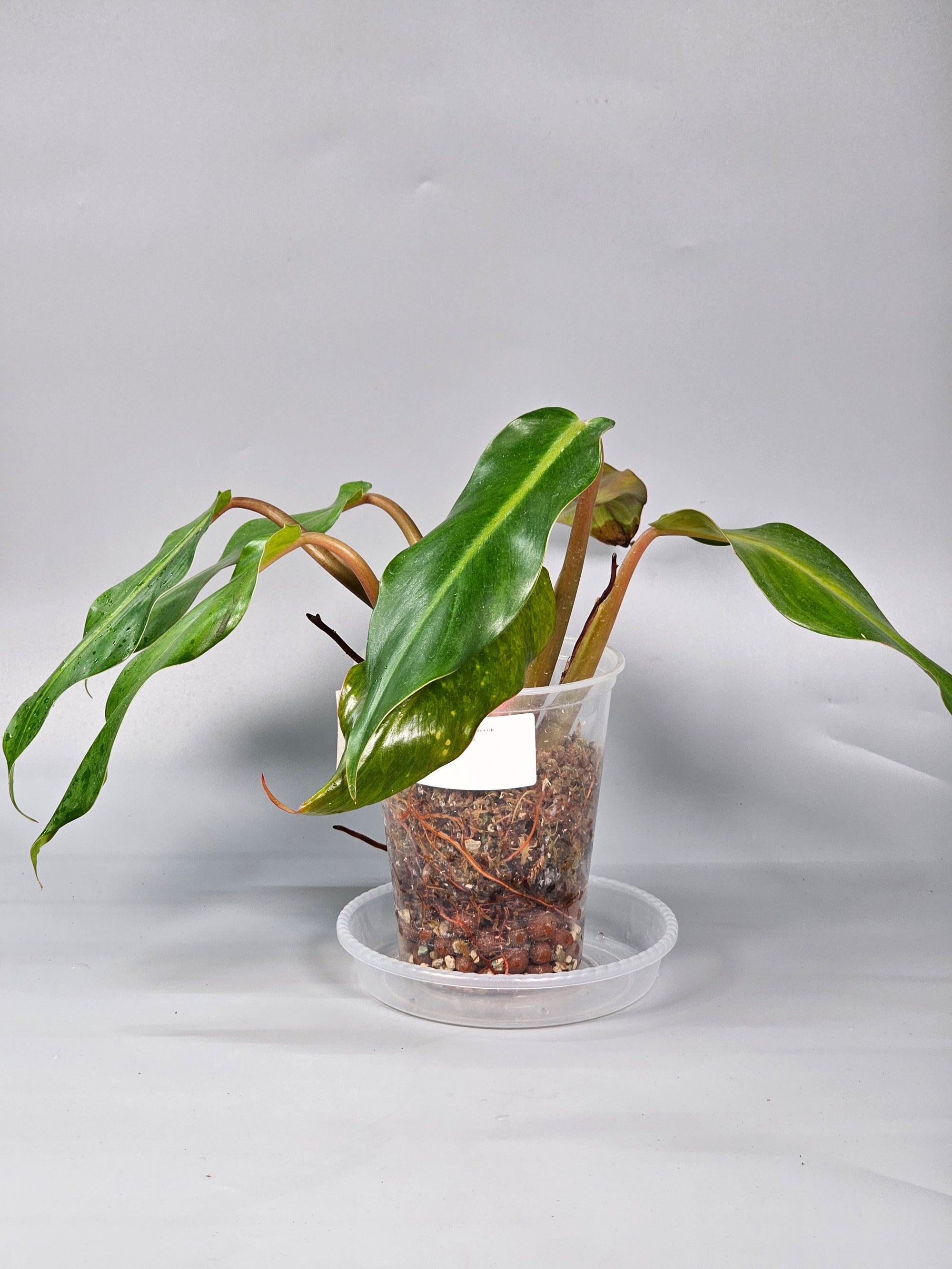Philodendron Orange Marmalade I - B | Rare Houseplants