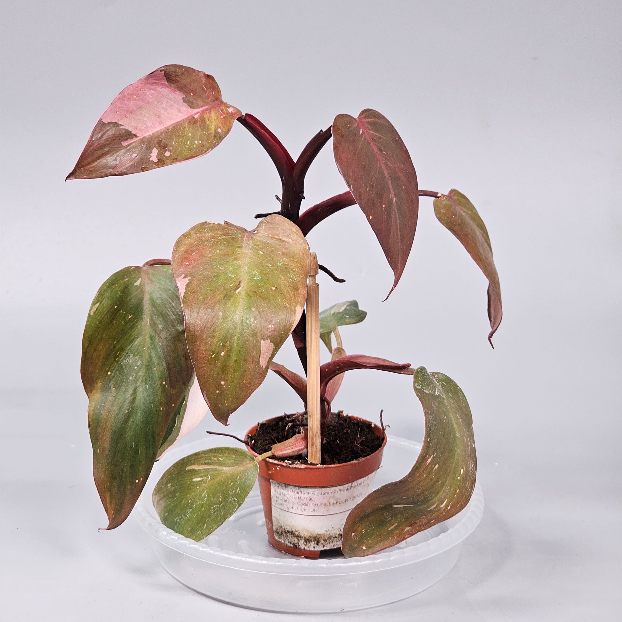 Philodendron 'Pink Princess' - G