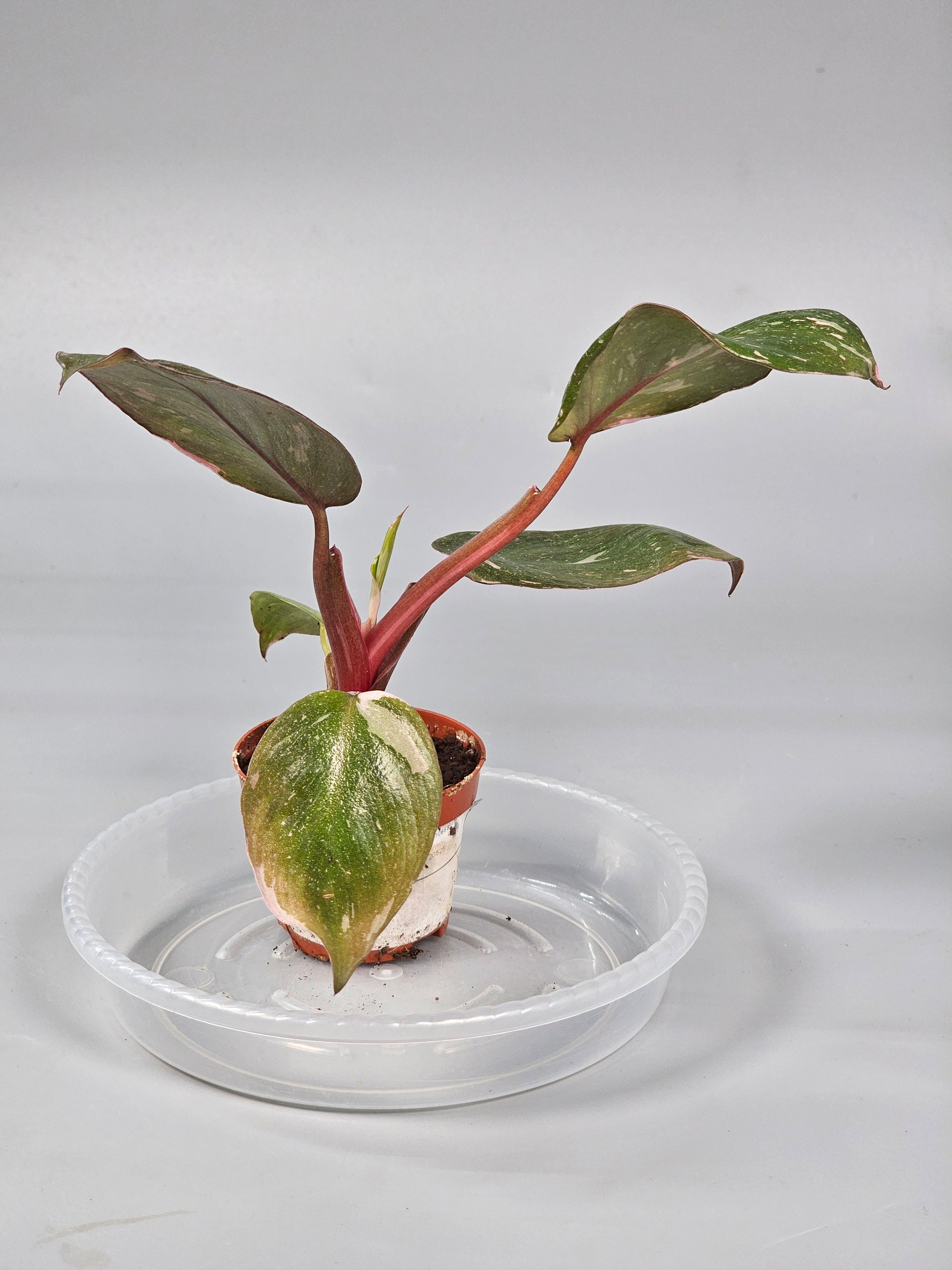 Philodendron 'Pink Princess' - A | Rare Houseplants