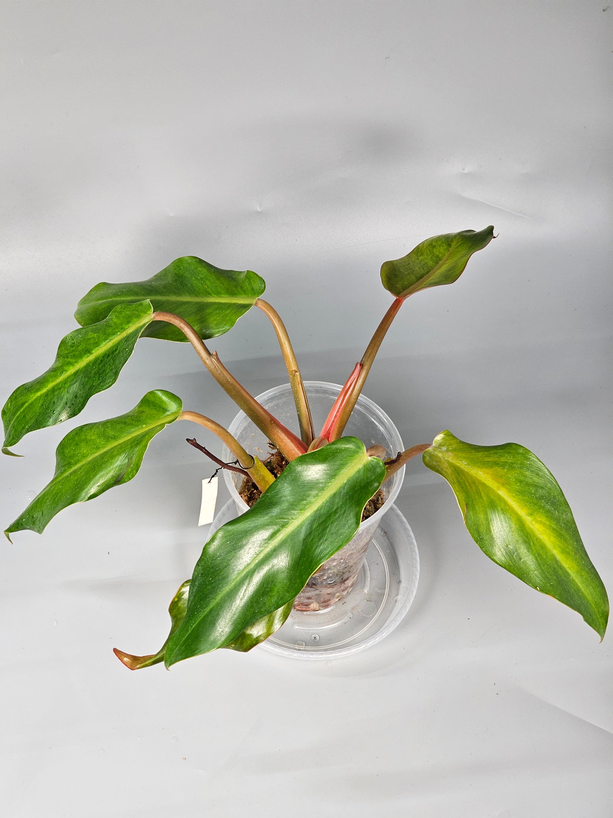 Philodendron Orange Marmalade I - B | Rare Houseplants