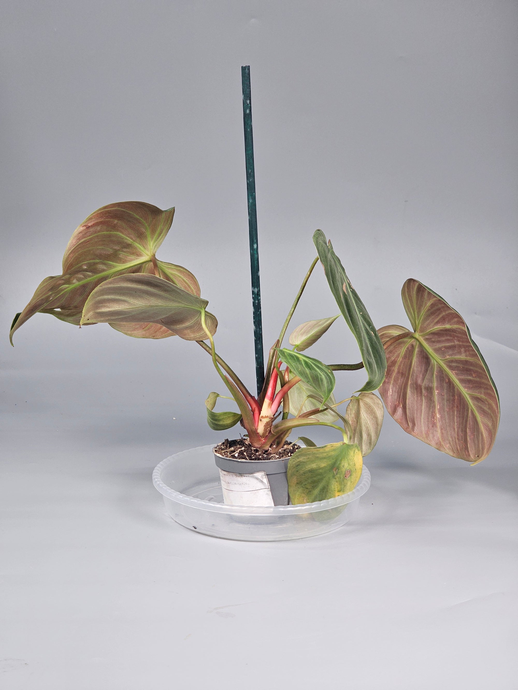 Philodendron 'el Choco Red' - D | Rare Houseplants