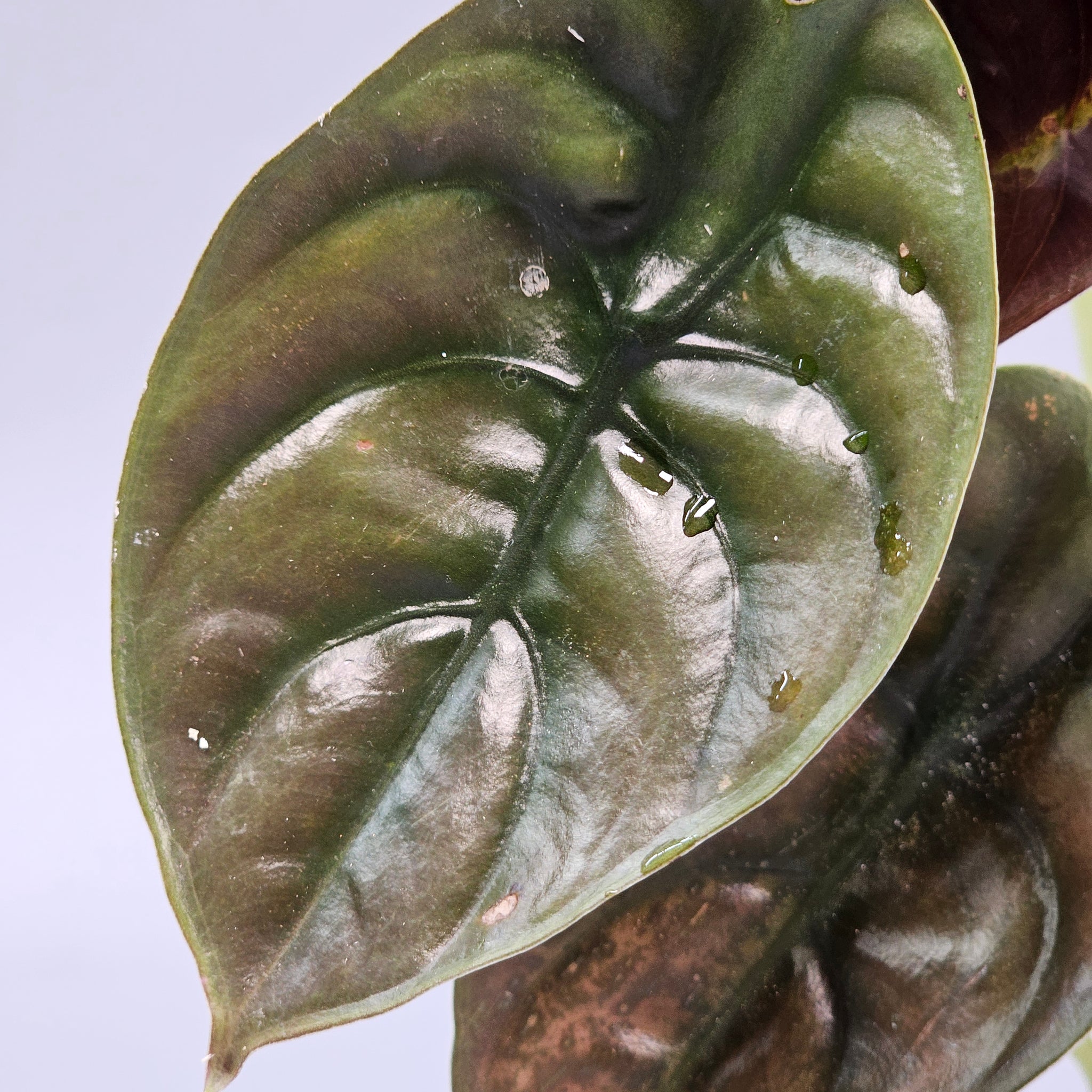 Alocasia Cuprea 'Red Secret' - C