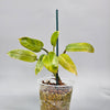 Philodendron Domesticum