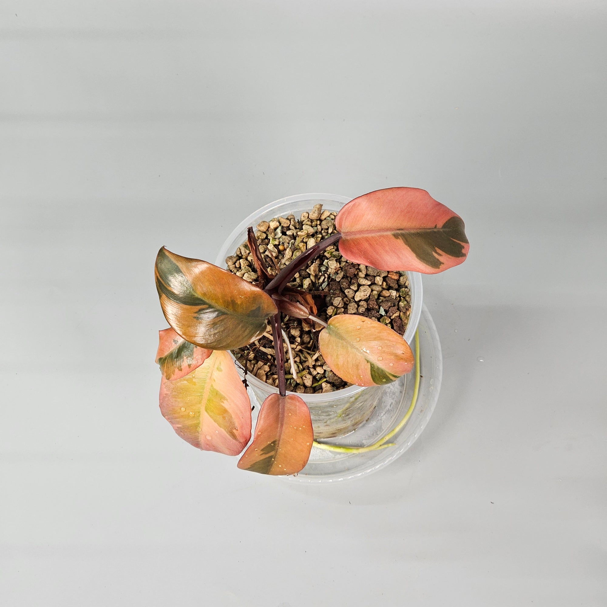 Philodendron black cardinal variegated 1