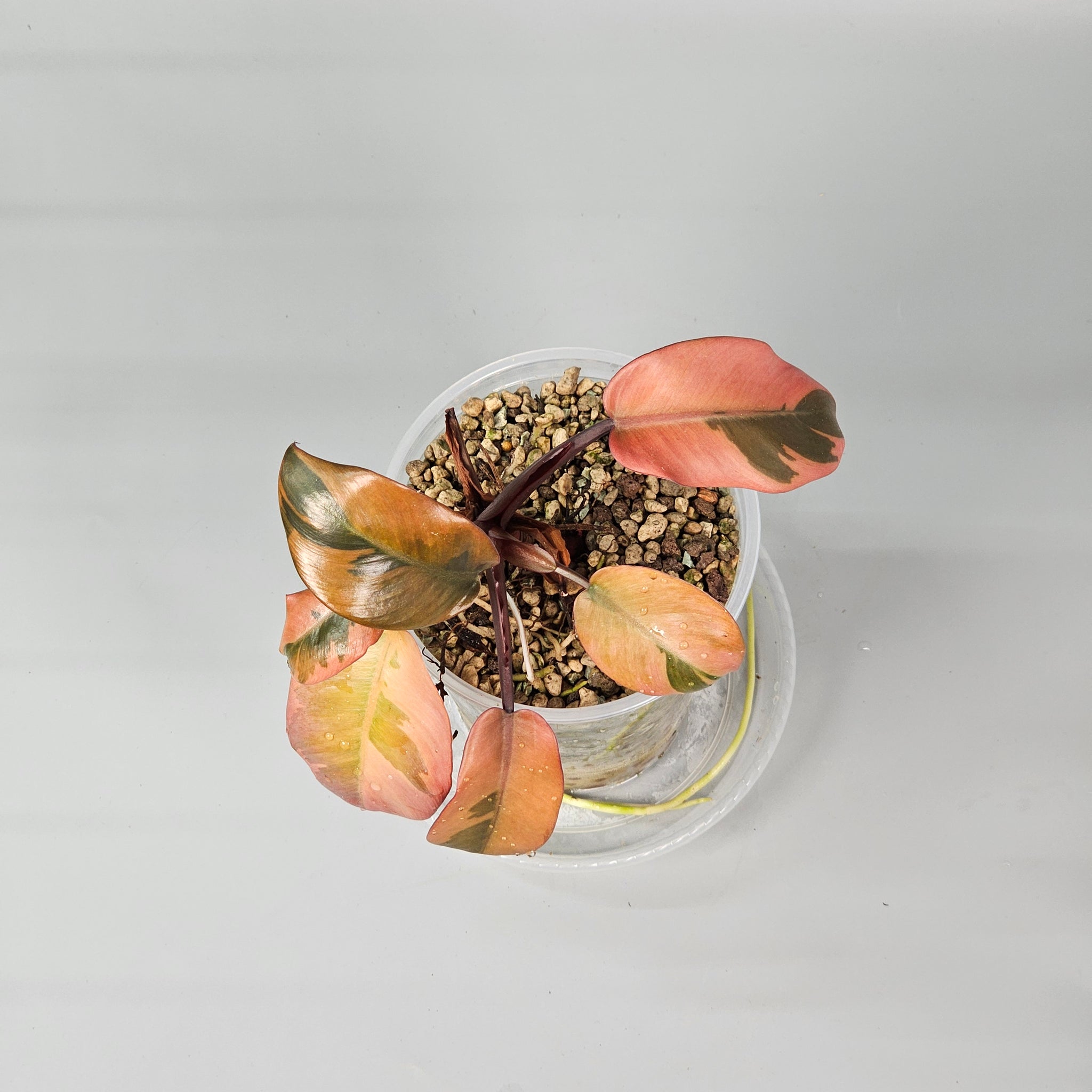 Philodendron black cardinal variegated 1