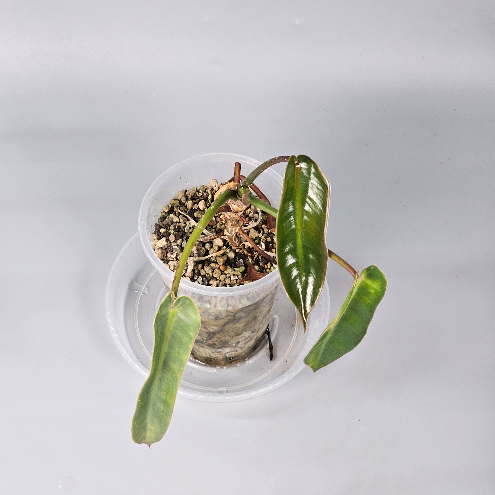 Philodendron Spiritus Sancti