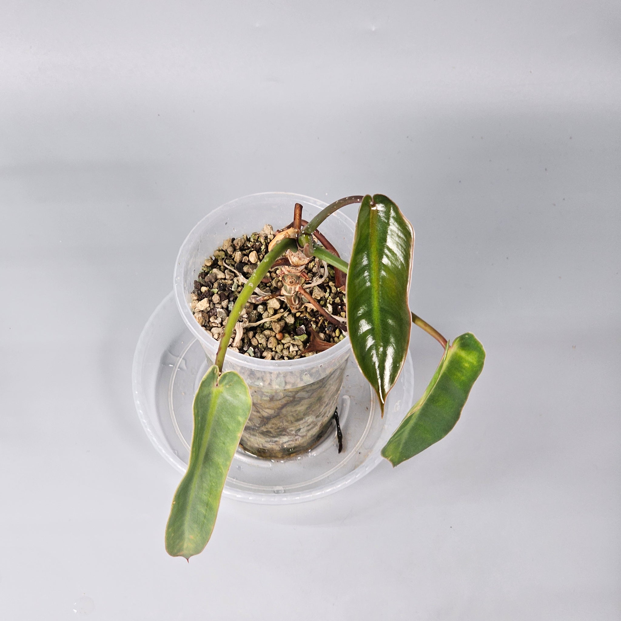 Philodendron Spiritus Sancti