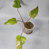 Philodendron Strawberry Shake