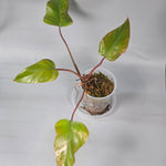 Philodendron Strawberry Shake
